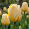 Tulpe 'Jaap Groot' - 20 Stück