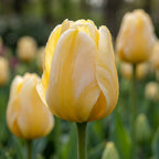 Tulpe 'Jaap Groot' - 20 Stück