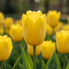 Tulpe 'Jan Van Nes' - 25 Stück