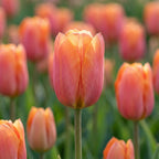Tulpe 'Jimmy' - 25 Stück - LumiBlumi