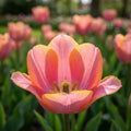 Tulpe 'Jimmy' - 25 Stück - LumiBlumi