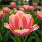 Tulpe 'Jimmy' - 25 Stück - LumiBlumi