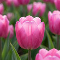Tulpe 'Jumbo Pink' - 15 Stück - LumiBlumi