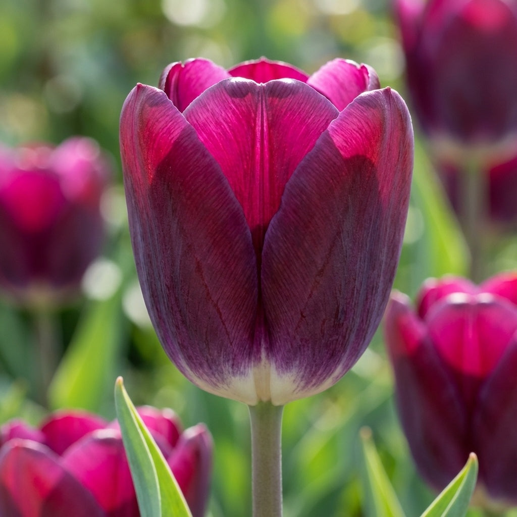 Tulpe 'Kansas Proud' - 25 Stück - LumiBlumi
