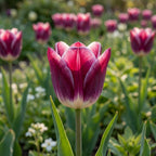 Tulpe 'Kansas Proud' - 25 Stück - LumiBlumi