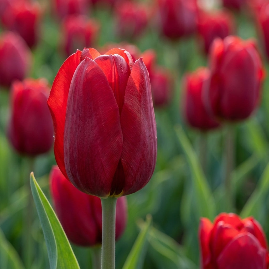 Tulpe 'Kingsblood' - 20 Stück