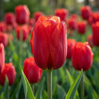 Tulpe 'Kingsblood' - 20 Stück