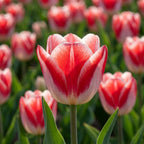 Tulpe 'Kissable' - 25 Stück - LumiBlumi