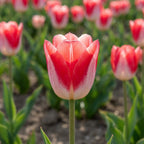 Tulpe 'Kissable' - 25 Stück - LumiBlumi