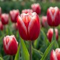 Tulpe 'Kung Fu' - 25 Stück - LumiBlumi