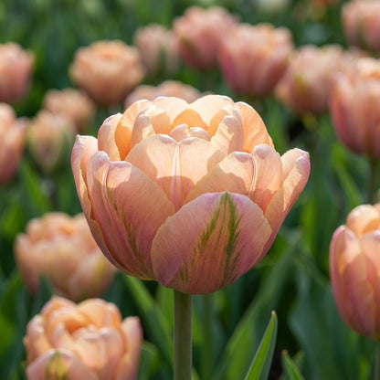 Tulpe 'La Belle Epoque' - 10 Stück