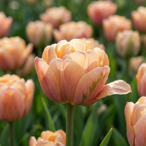Tulpe 'La Belle Epoque' - 10 Stück - LumiBlumi