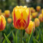 Tulpe 'La Courtine' - 20 Stück