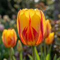 Tulpe 'La Courtine' - 20 Stück