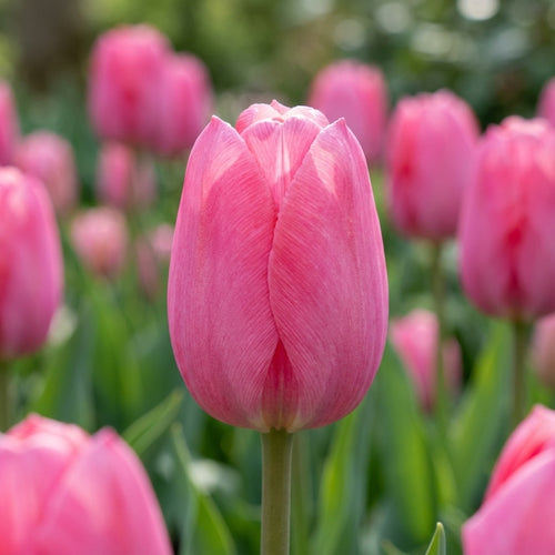 Tulpe 'Lady Van Eijk' - 25 Stück - LumiBlumi
