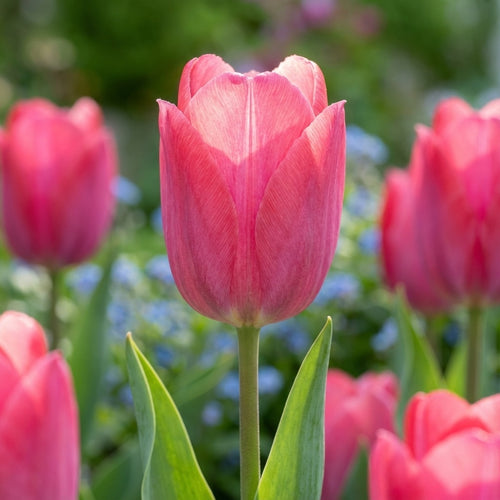 Tulpe 'Lady Van Eijk' - 25 Stück - LumiBlumi