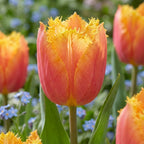 Tulpe 'Lambada' - 20 Stück - LumiBlumi