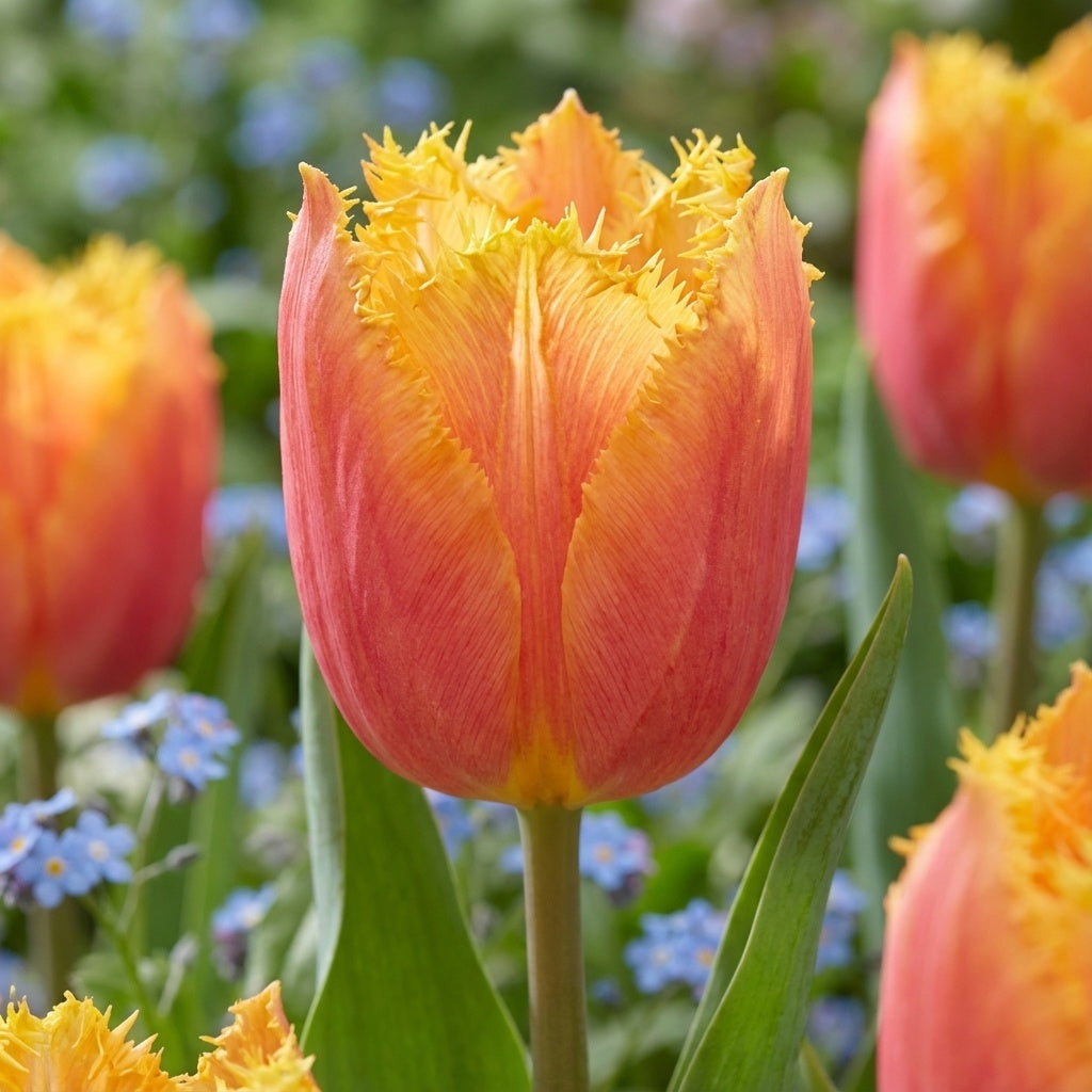 Tulpe 'Lambada' - 20 Stück - LumiBlumi
