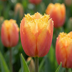 Tulpe 'Lambada' - 20 Stück - LumiBlumi
