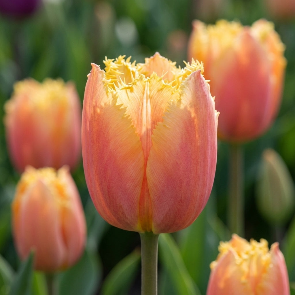 Tulpe 'Lambada' - 20 Stück - LumiBlumi