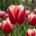 Tulpe 'Leen Van Der Mark' - 20 Stück - LumiBlumi