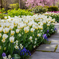 Tulpe 'Lemon Beauty' - 15 Stück