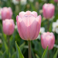 Tulipa 'Light Pink Prince' - Tulpe - LumiBlumi