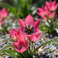 Tulpe 'Little Beauty' - 75 Stück - LumiBlumi