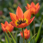 Tulpe 'Little Princess' - 60 Stück - LumiBlumi
