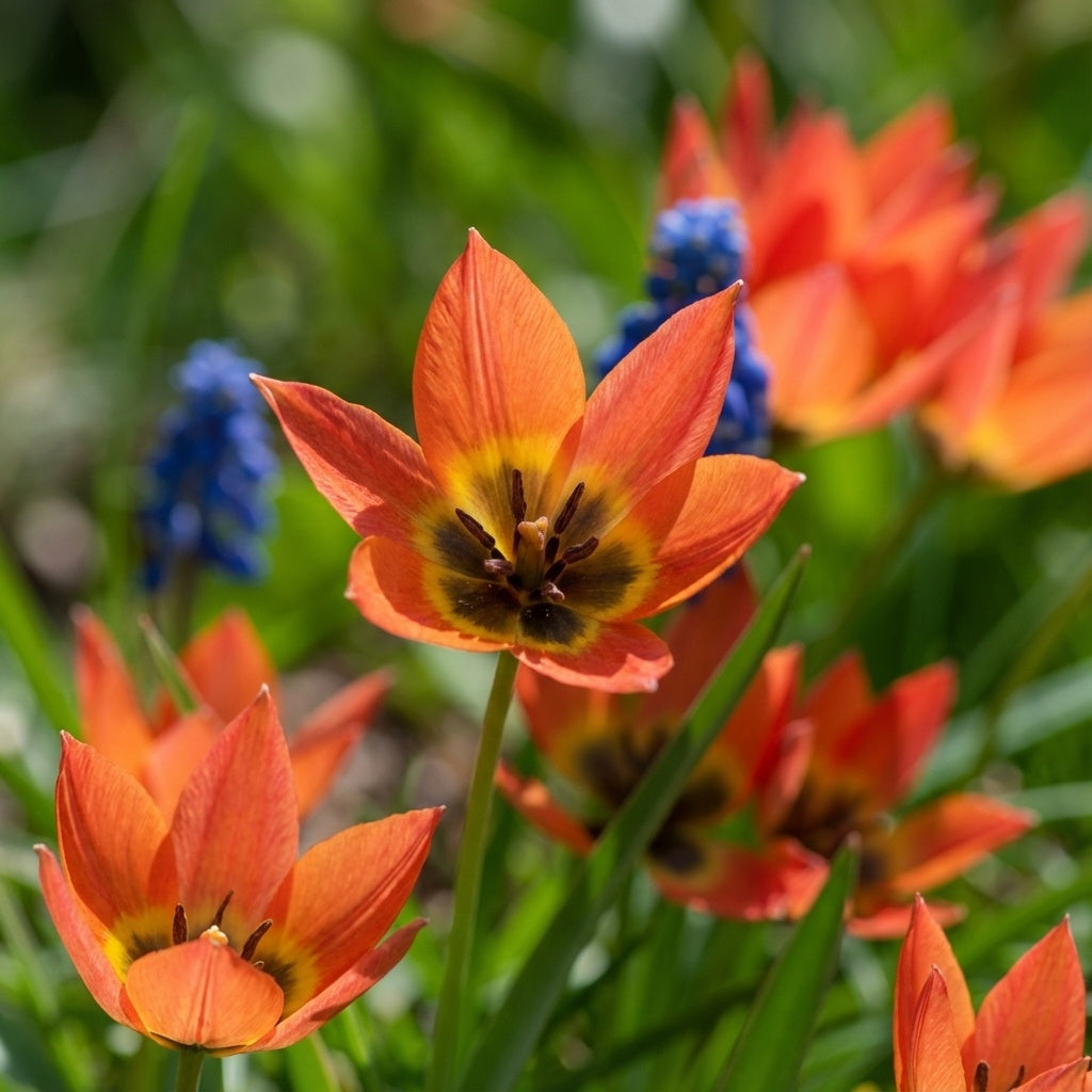 Tulpe 'Little Princess' - 60 Stück - LumiBlumi