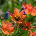 Tulpe 'Little Princess' - 60 Stück - LumiBlumi