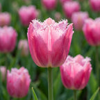 Tulpe 'Louvre' - 25 Stück - LumiBlumi