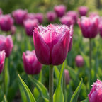Tulpe 'Louvre' - 25 Stück - LumiBlumi
