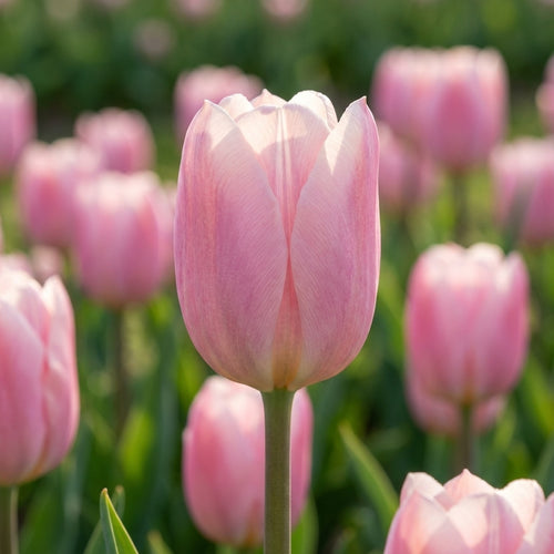 Tulpe 'Mandy's Choice' - 25 Stück - LumiBlumi