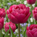 Tulipa 'Margarita' - Tulpe - LumiBlumi