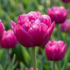Tulipa 'Margarita' - Tulpe - LumiBlumi
