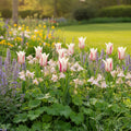 Tulpe 'Marilyn' - 15 Stück