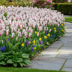 Tulpe 'Marilyn' - 15 Stück