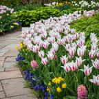 Tulpe 'Marilyn' - 15 Stück