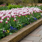 Tulpe 'Marilyn' - 15 Stück
