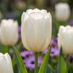 Tulpe 'Maureen' - 25 Stück