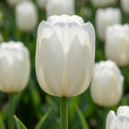 Tulpe 'Maureen' - 25 Stück