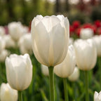 Tulpe 'Maureen' - 25 Stück