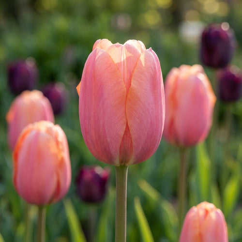 Tulpe 'Menton' - 20 Stück - LumiBlumi
