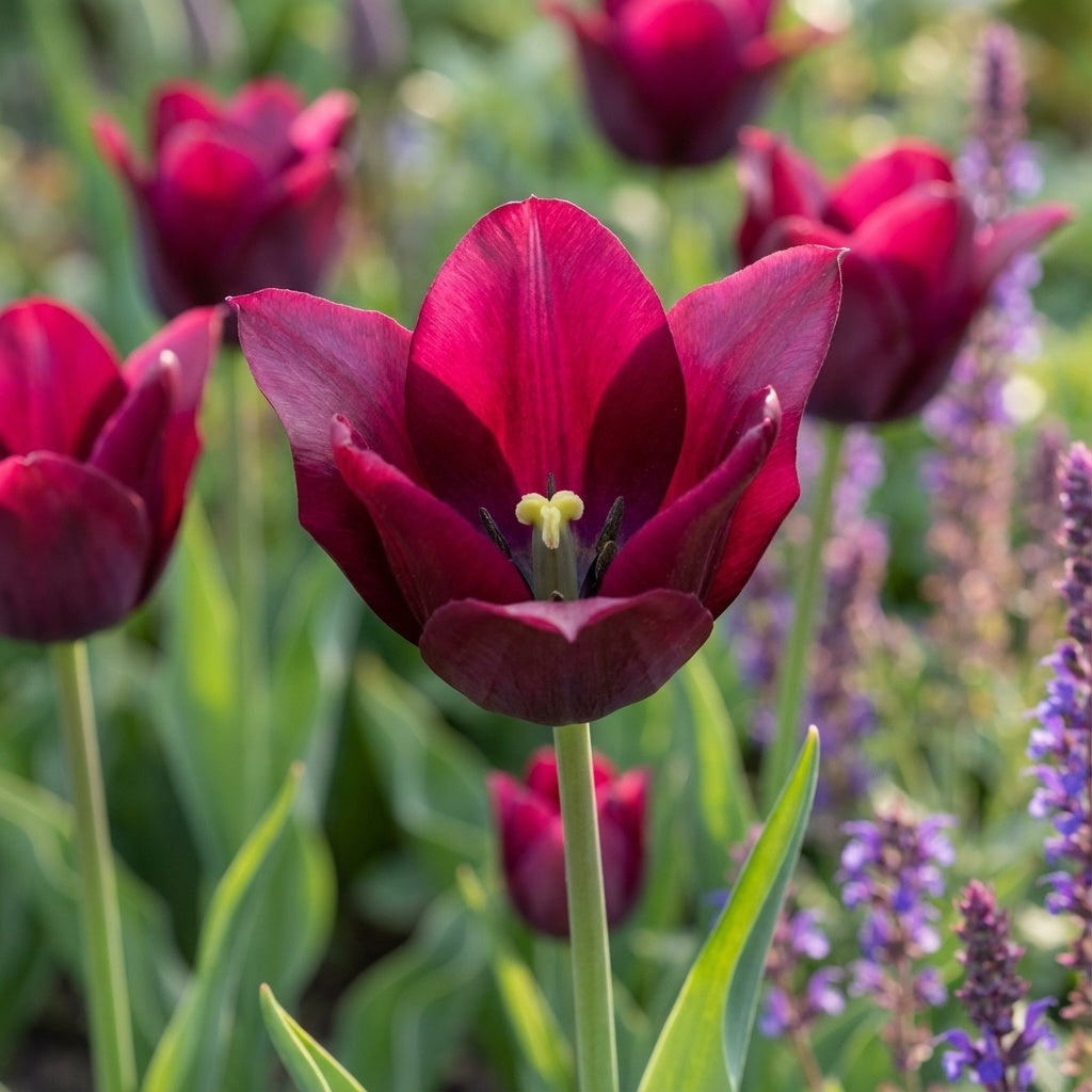 Tulpe 'Merlot' - 20 Stück