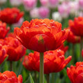 Tulpe 'Miranda' - 25 Stück - LumiBlumi
