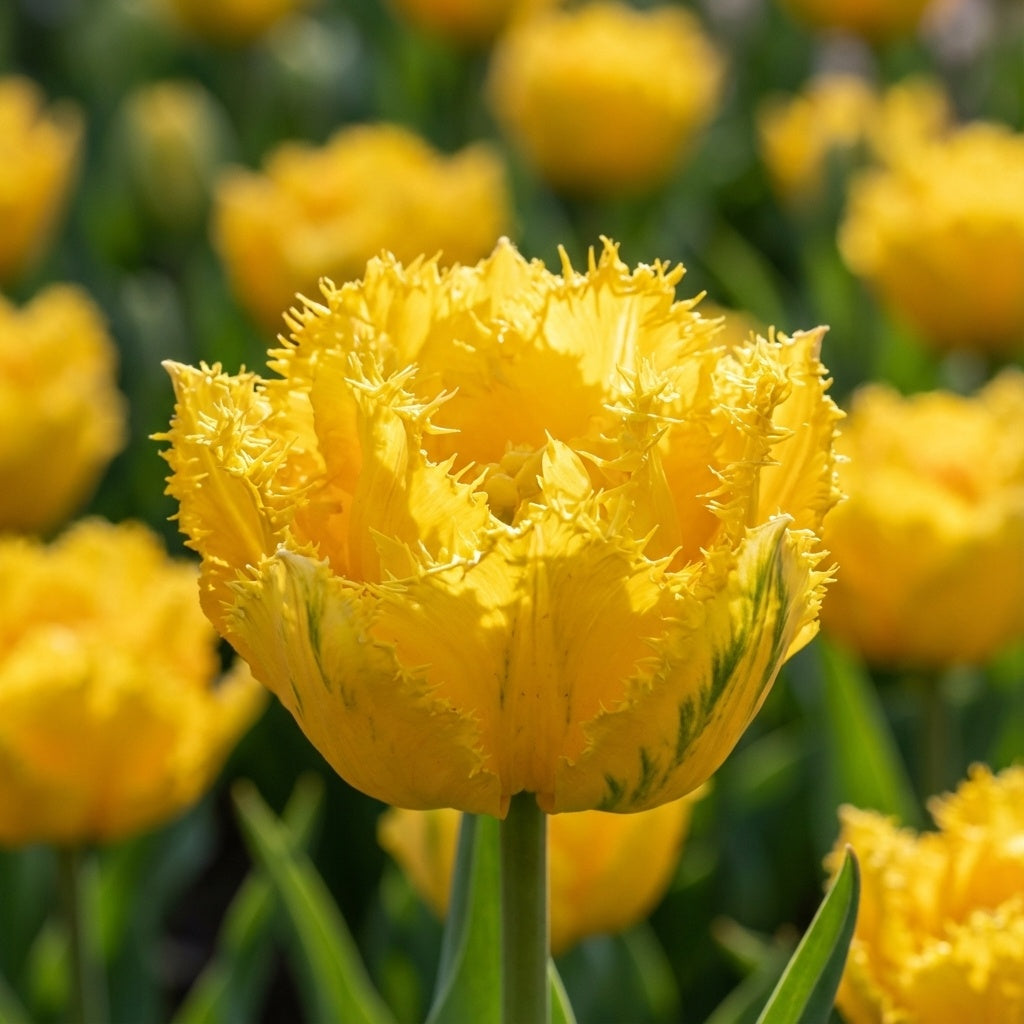 Tulpe 'Mon Amour' - 20 Stück - LumiBlumi