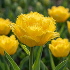 Tulpe 'Mon Amour' - 20 Stück - LumiBlumi