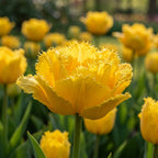 Tulpe 'Mon Amour' - 20 Stück - LumiBlumi