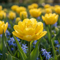Tulpe 'Monte Carlo' - 25 Stück